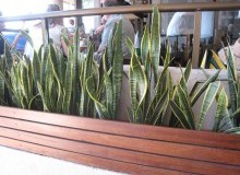 Kwikfynd Indoor Planting
grassmere
