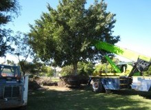Kwikfynd Tree Management Services
grassmere